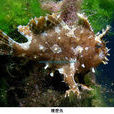 裸躄魚 裸躄魚