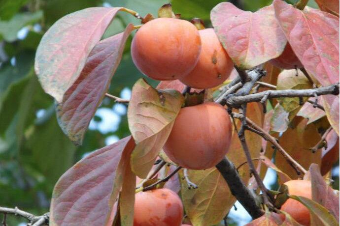 紅袍柿 紅袍柿