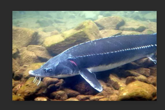中華海蜥魚 中華海蜥魚