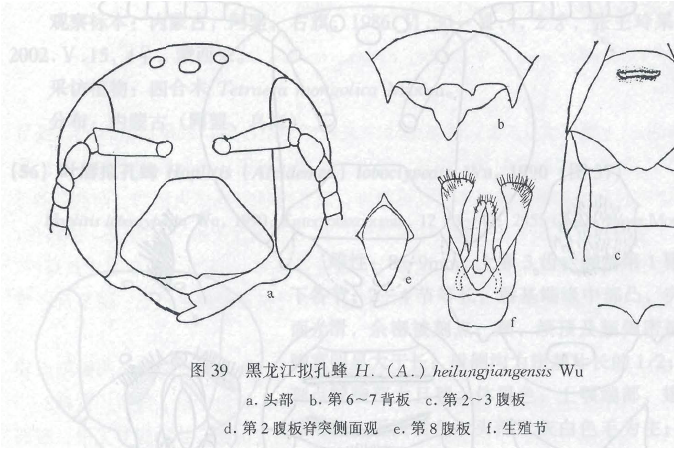微擬孔蜂 微擬孔蜂