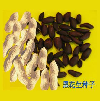豫花黑1號 豫花黑1號