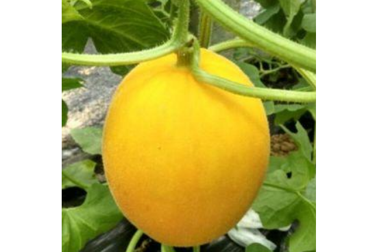蜜黃金 蜜黃金