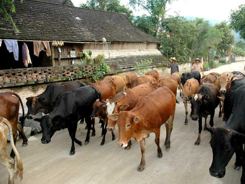 曼達三村-大牲畜養殖