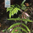 全緣鳳尾蕨(植物) 全緣鳳尾蕨(植物)
