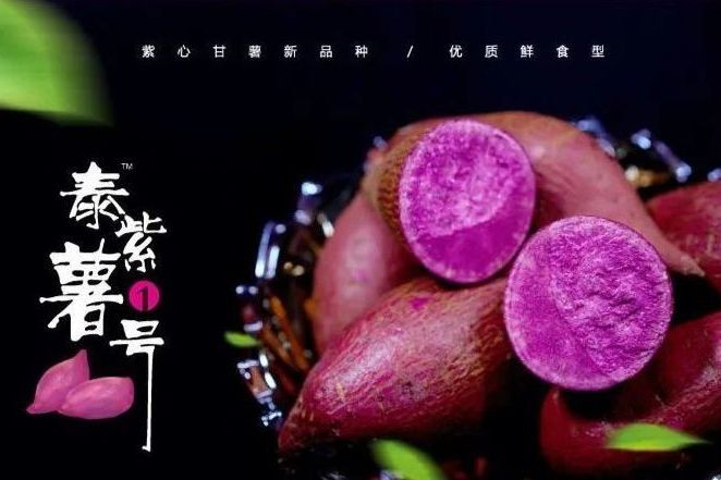 泰紫薯1號 泰紫薯1號