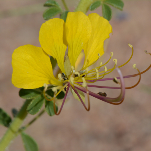 Cleome carnosa