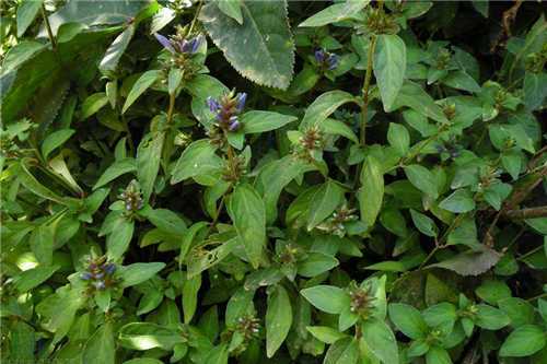 孩兒草(爵床科孩兒草屬植物) 孩兒草(爵床科孩兒草屬植物)