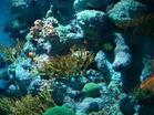 珊瑚礁(珊瑚目的動物形成的海洋生態)