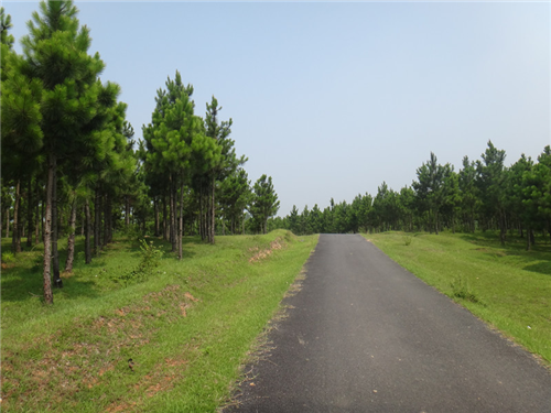 饒灣村 饒灣村