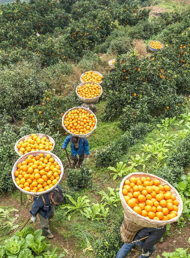 如何滿足14億人的水果需求？