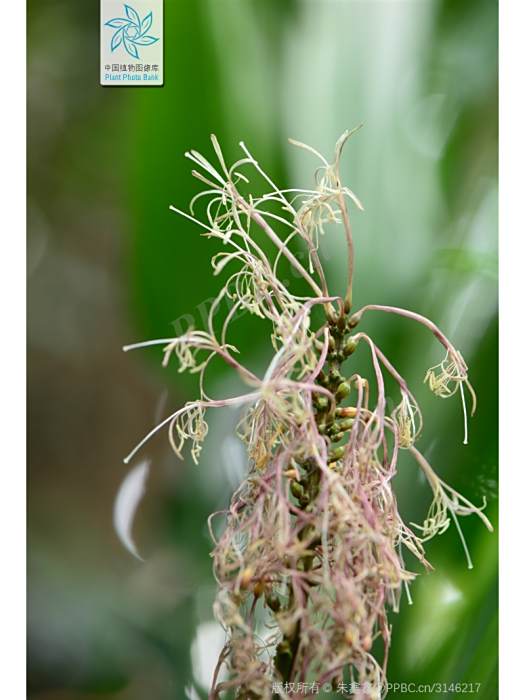 長柄朱蕉 長柄朱蕉