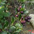 細齒烏飯 細齒烏飯