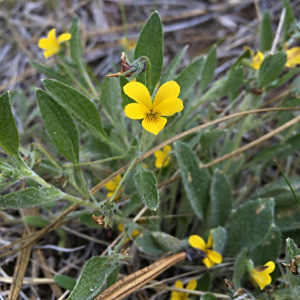 Viola tomentosa