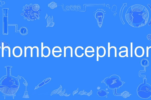 rhombencephalon rhombencephalon