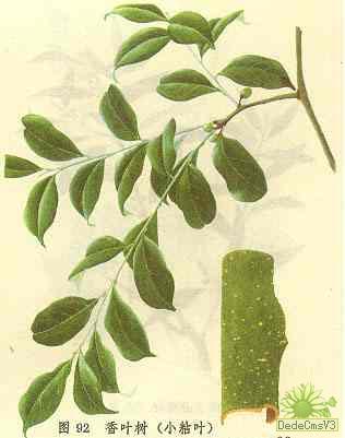 植物-香葉樹(圖1)