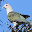 綠皇鳩 綠皇鳩