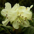 牛皮杜鵑(牛皮茶) 牛皮杜鵑(牛皮茶)