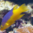 紅菩提魚 紅菩提魚