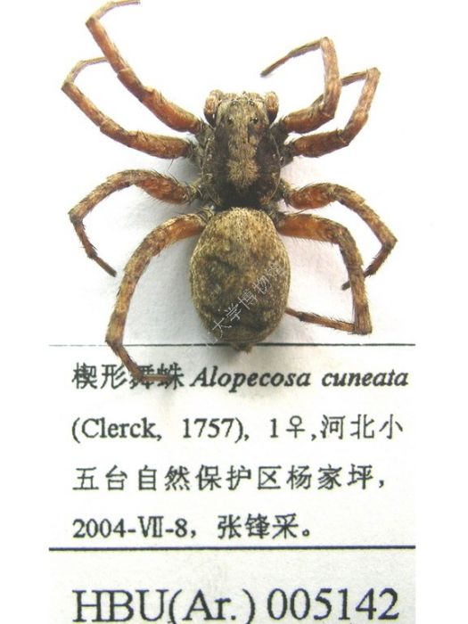 斯米舞蛛 斯米舞蛛