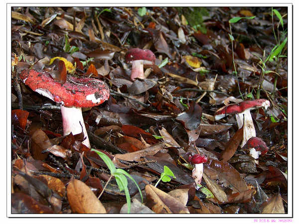 紅蘑菇