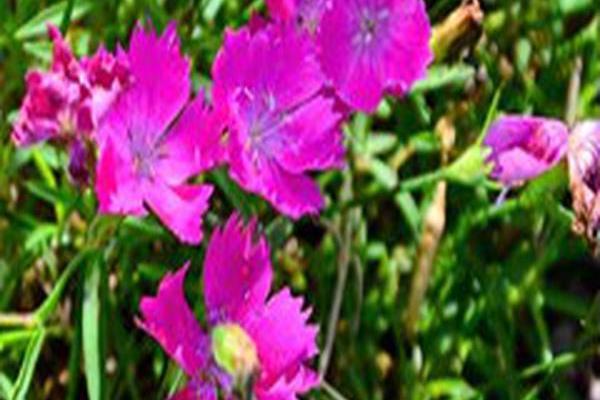 Dianthus \x27Kahori\x27