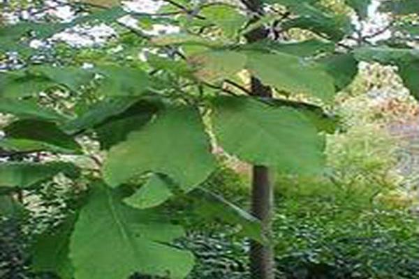 Magnolia macrophylla Magnolia macrophylla