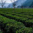 老黑茶 老黑茶