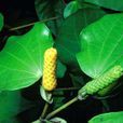 kawakawa kawakawa