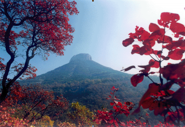 抱犢崮國家森林公園