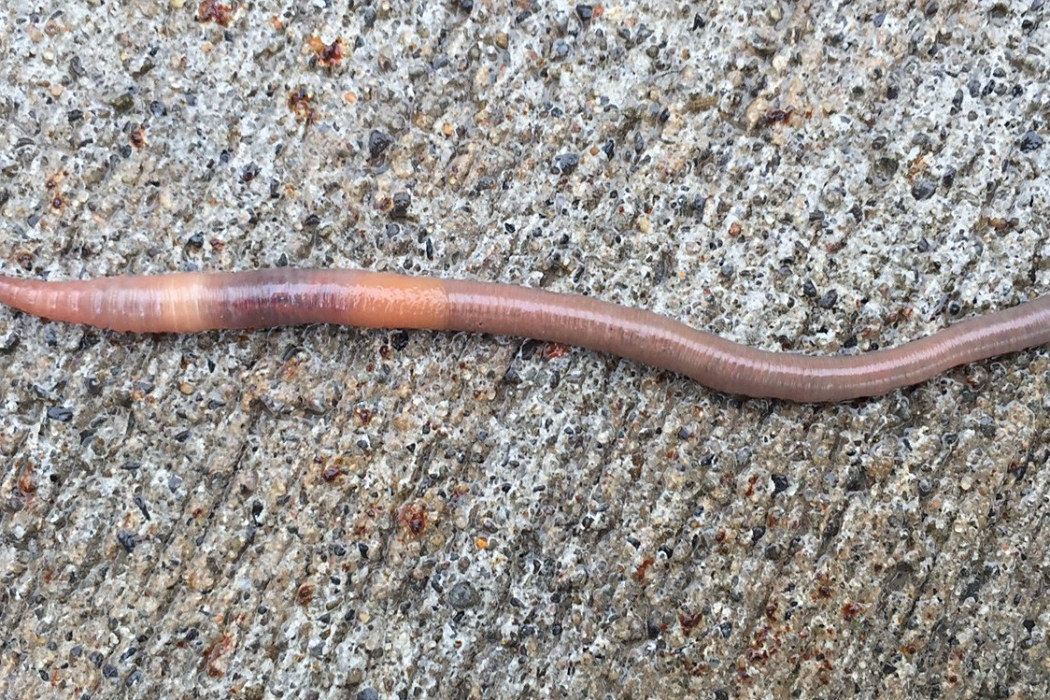 Aporrectodea rosea Aporrectodea rosea