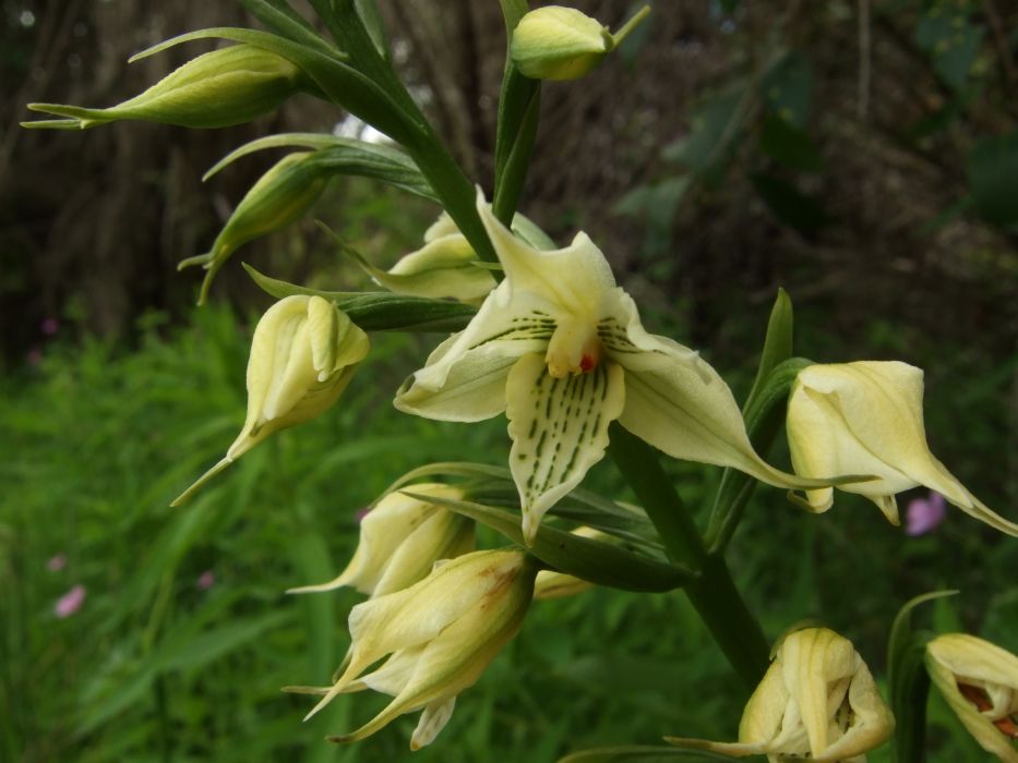 Gavilea trullata