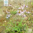 涼山紫菀 涼山紫菀