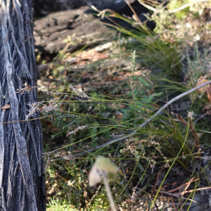 Lepidosperma canescens
