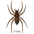 環豹蛛 環豹蛛