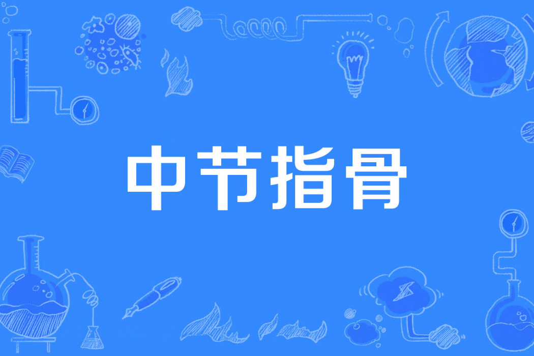 中節指骨 中節指骨