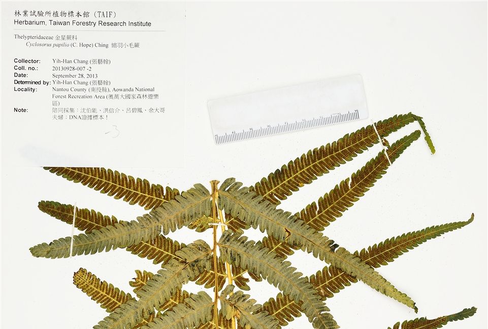 蝶狀毛蕨 蝶狀毛蕨