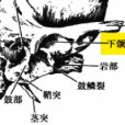 下頜窩 下頜窩