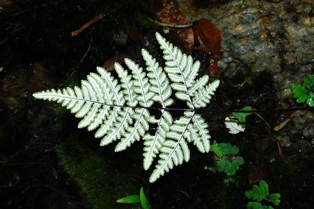 粉背蕨系 粉背蕨系