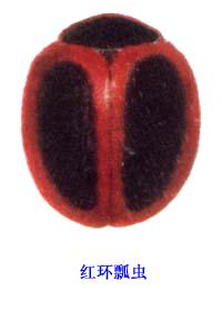 紅環瓢蟲
