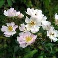 廣東薔薇