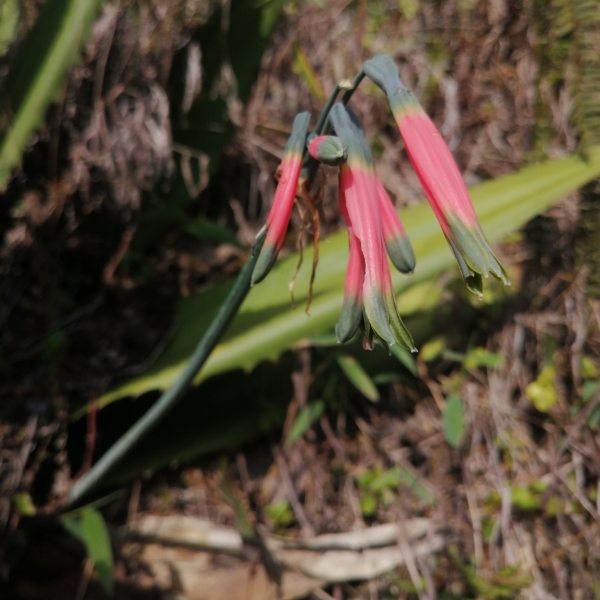 Phaedranassa cuencana