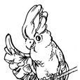 polly(93年人教版國中英語教科書鸚鵡) polly(93年人教版國中英語教科書鸚鵡)