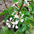 芝麻菜(植物) 芝麻菜(植物)