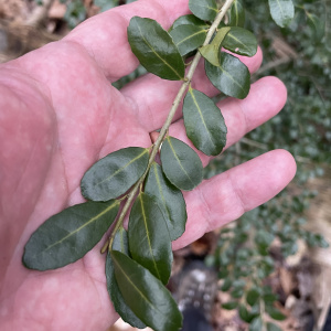 Ilex crenata