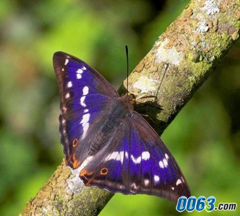 紫色帝王蝶的紫色取決於每個人的感官