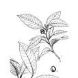 毛折柄茶 毛折柄茶