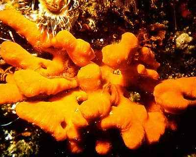 橘紅海綿 橘紅海綿