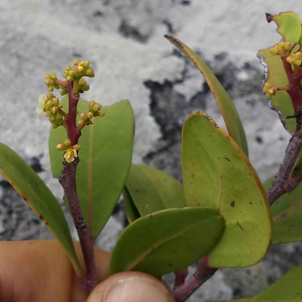 Pterocelastrus tricuspidatus