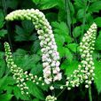 黑升麻(黑升麻) 黑升麻(黑升麻)