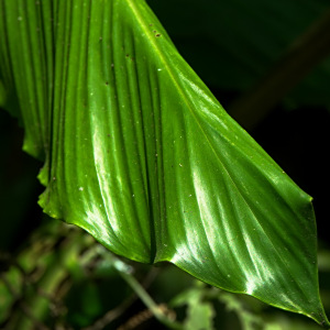 Larsenianthus careyanus